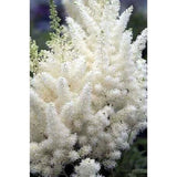 25+ WHITE ASTILBE FLOWER SEEDS / SHADE LOVING PERENNIAL / DEER RESISTANT Flowering Plants