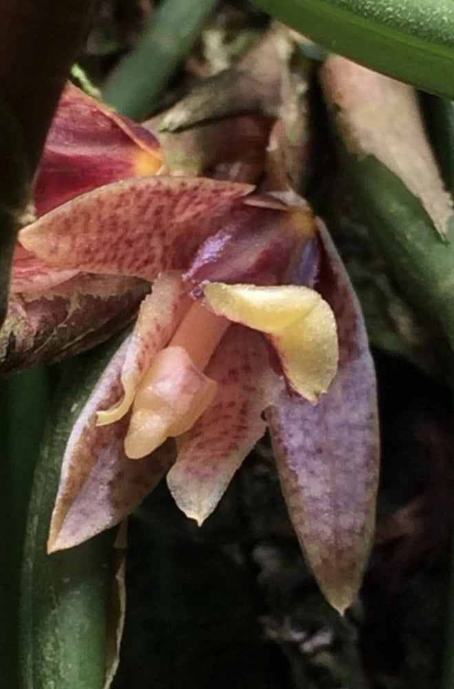 Nice miniature from Costa Rica - Maxillaria subuifolia Orchids