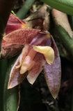 Miniature orchid flower with purple-pink petals and yellow lip on green leaves