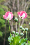 200 Organic AMPHORA POPPY Pink & White Papaver Somniferum Flower Seeds Flowering Plants