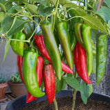 50+ ANAHEIM CHILE HOT PEPPER SEEDS NON-GMO FRESH FOR YOUR GARDEN Garden Plants