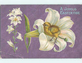 Divided-Back easter CHICK ON AN EASTER LILY FLOWER : make an offer r3527 Lily