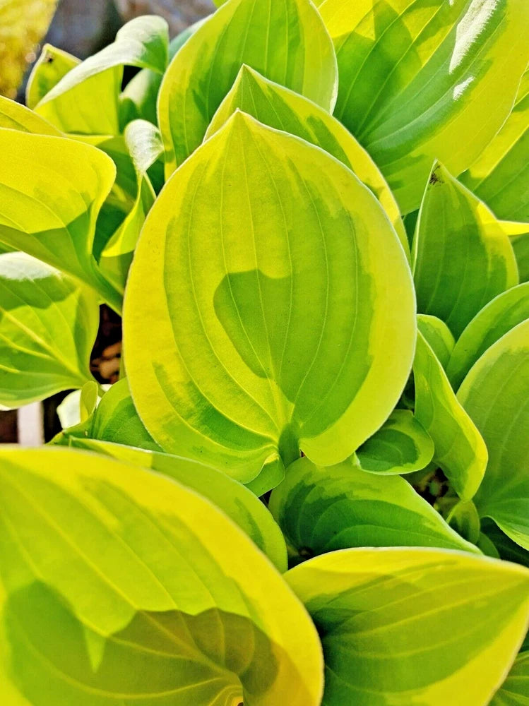 20  GOLDEN TIARA HOSTA SEEDS Garden Plants