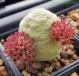 Pseudolithos migiurtinus Succulent cactus plant Garden flowering Plants 3cm-5cm Flowering Plants