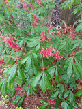 Dwarf Red Buckeye tree (1) in container  Ships 1.5g Pot 6-12" Green Plant