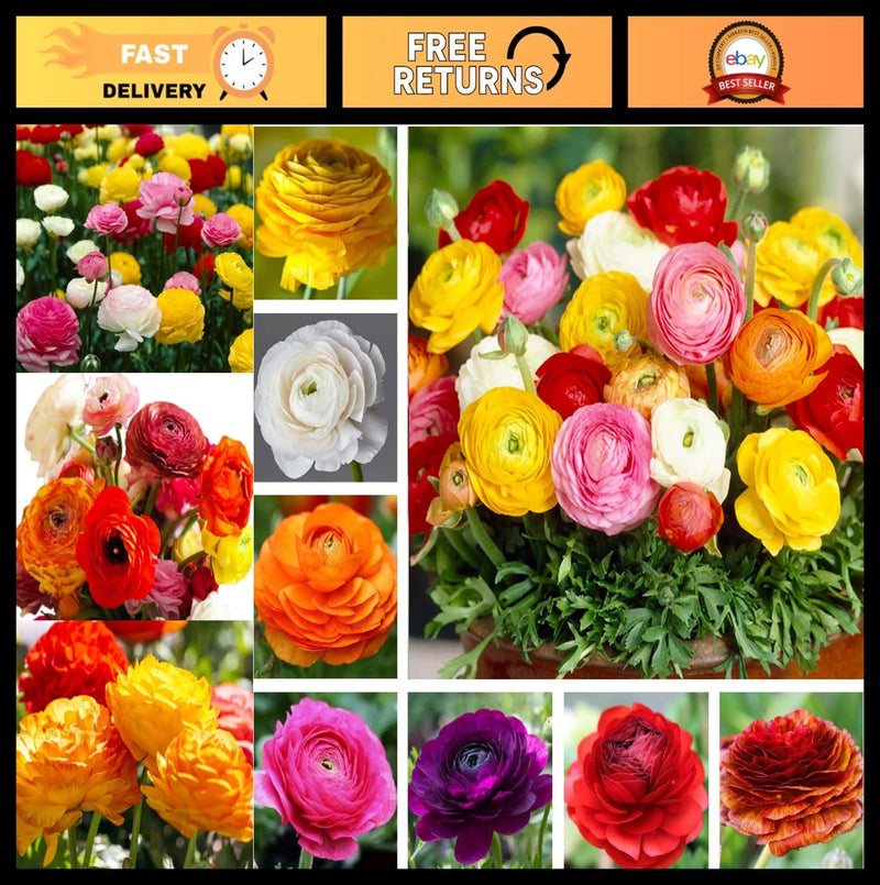 Mixed Peony Ranunculus Bulbs - 10 Corms Flowering Perennial Garden Plants - Mixe Ranunculus