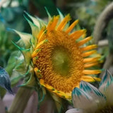50pcs Rare Green Lace Sunflower Seeds Ð Unique Blooms for a Stunning Garden. Sunflower