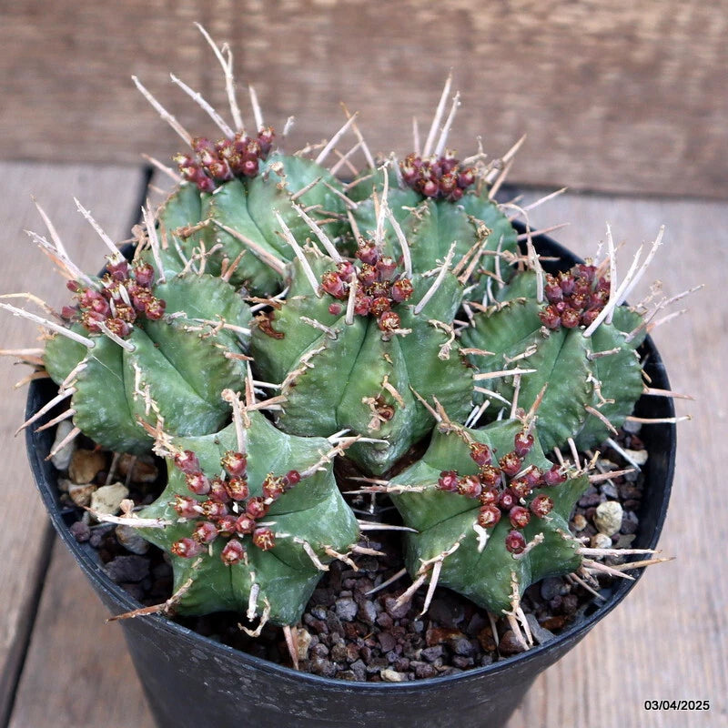 Euphorbia meloformis cactus in black pot, green spiny pads with red buds