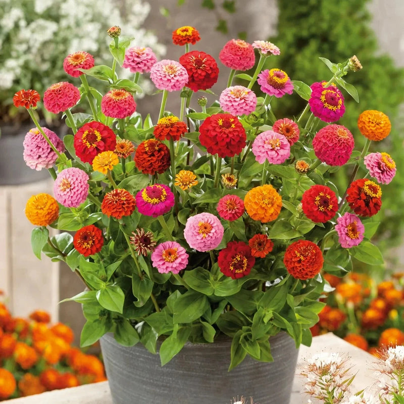 100+ Thumbelina (Dwarf) Zinnia Seeds for Garden Planting - USA - FREE SHIPPING! Garden Plants