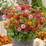100+ Thumbelina (Dwarf) Zinnia Seeds for Garden Planting - USA - FREE SHIPPING! Garden Plants