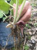 20 Fresh XL American Wild Ginger (Asarum canadense) Rhizomes / Bare Root Herb Garden Plants