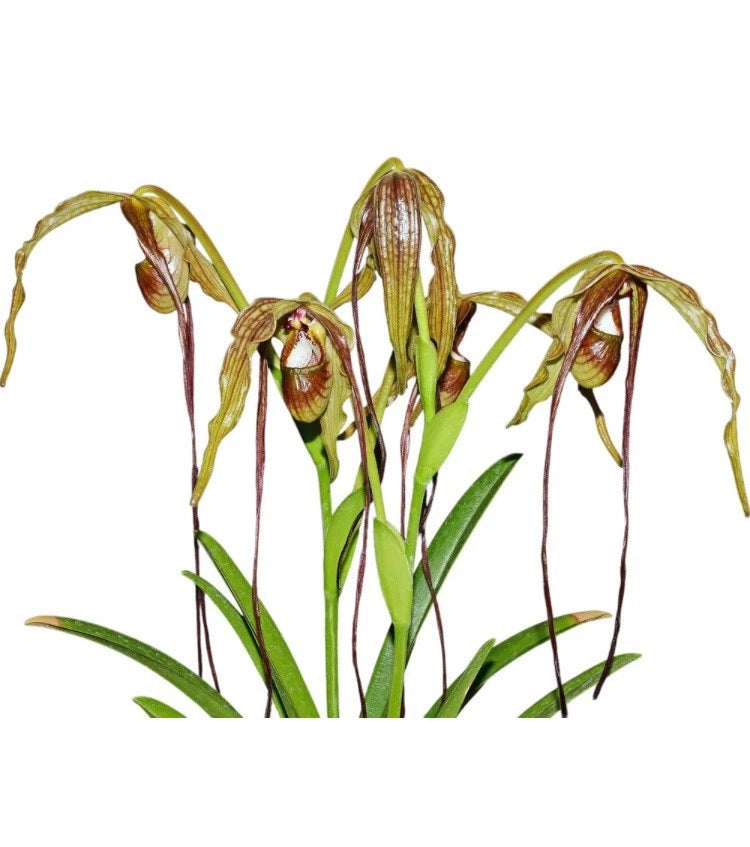 Orchid plant with bronze-olive hooded flowers and long green leaves