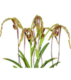 Phragmipedium Majestic Tresses Bronze Olive Mahogany Orchid 3 New Leads 4Ó Pot Orchids