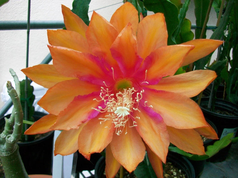 Epiphyllum cutting orchid with large orange-yellow blossom and magenta center stamens