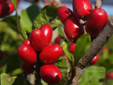30 Seeds Synsepalum Dulcificum Miraculous Berry Red Fruit Shrubby Evergreen Tree Green Plant