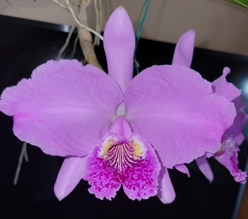 Purple orchid flower with ruffled petals and magenta speckled lip