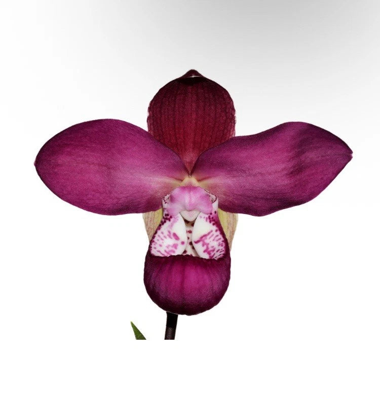 Purple-pink orchid with wide petals and speckled lip flower head