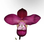 Phragmipedium Cuencano Dramatic Pink Petals Orchid BS 3 New Growths 4Ó PT SPIKE? Orchids