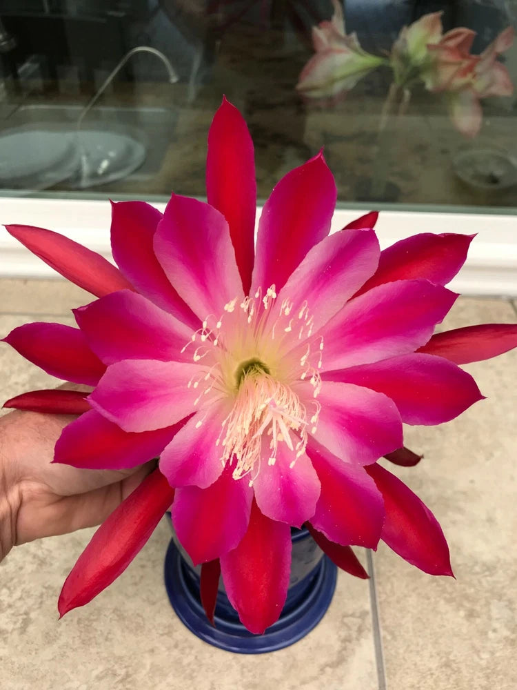 Orchid cactus bloom in blue pot, bright pink-red petals with pale center