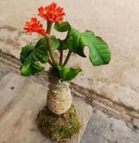3PCS Jatropha podagrica Hook. Euphorbiaceae Roottuber plants Garden 12-16CM Garden Plants