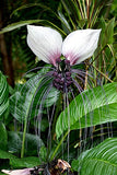 Tacca Integrifolia 10 Seeds, White Bat Garden Flower, House Plant Garden Plants