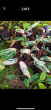 Tricolor Calathea Plant  In Pot Orchids