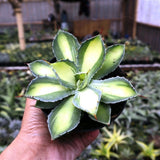 Sansevieria agave potatorum green lime unique plant snake house plant Green Plant
