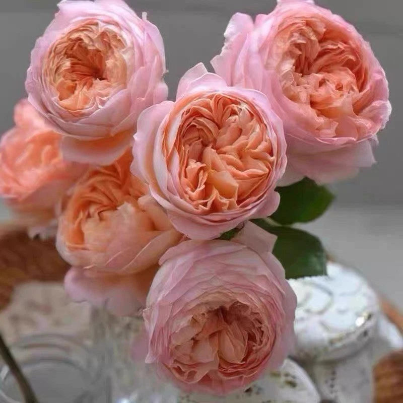 Japanese rose plant with pale pink and peach layered blooms