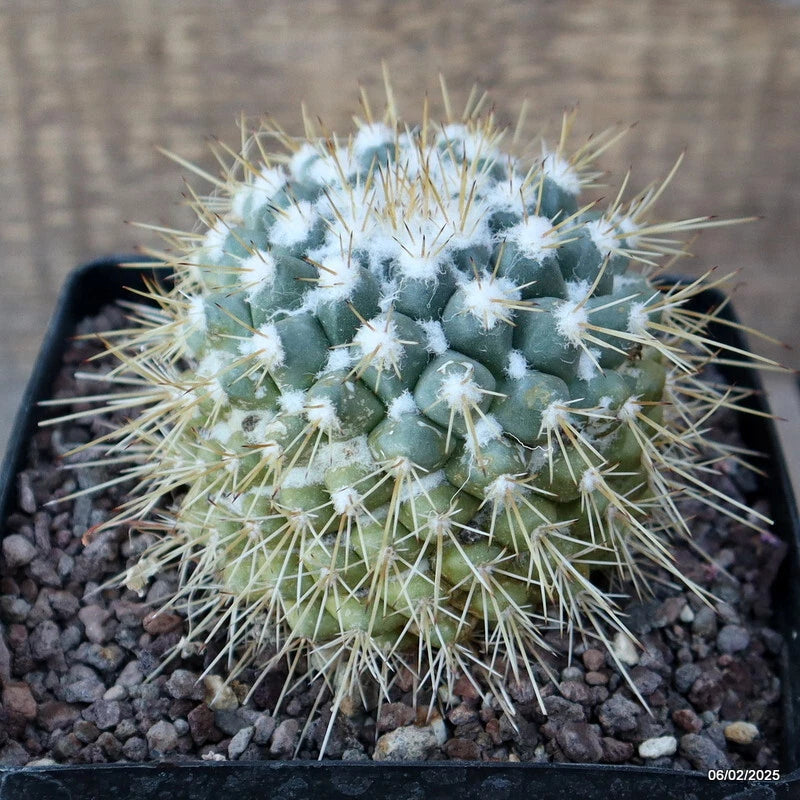 Green Mammillaria cactus in a pot with dense white spines on top