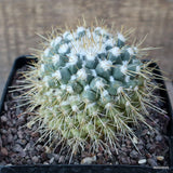 A4972 MAMMILLARIA PATTERSONII pot12-H8-W8 cm MaMa Cactus Green Plant