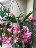 German Empress Epiphyllum Cutting 8-10" Buy 2 Get 1 FREE Orchids