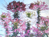 CLEOME * QUEEN MIXTURE * Flowering Plants
