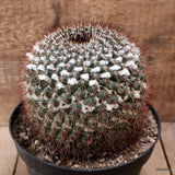 D7796 MAMMILLARIA NEOSCHWARZEANA pot18-H15-W15 cm MaMa Cactus Green Plant