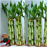 Lucky Bamboo Plants 6 stalks 8 inches, Home Decor,  Indoor, Perennial Green Plant
