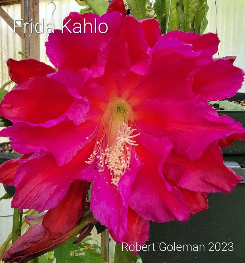 Orchid cactus bloom with vivid magenta-pink petals and pale yellow center
