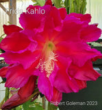 Epiphyllum 'Frida Kahlo' Unrooted Cutting - Rare Orchid Cactus - Beautiful! Orchids