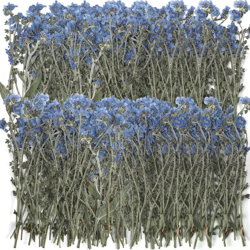 Blue forget-me-not pressed dried flowers, bundled stems in natural gray-green