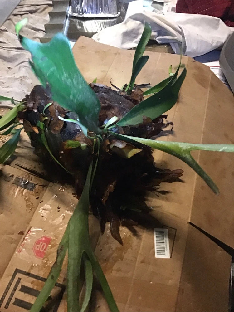 Staghorn fern plant with dark brown antler base and green fronds