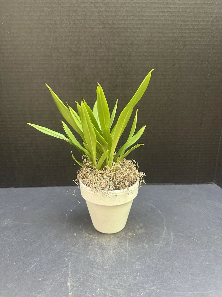 Kefersteinia tolimensis 4" Potted Orchid Orchids