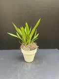 Kefersteinia tolimensis 4" Potted Orchid Orchids