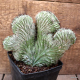 D4369 POLASKIA CHICHIPE CRESTED pot10-H14-W18 cm MaMa Cactus Green Plant