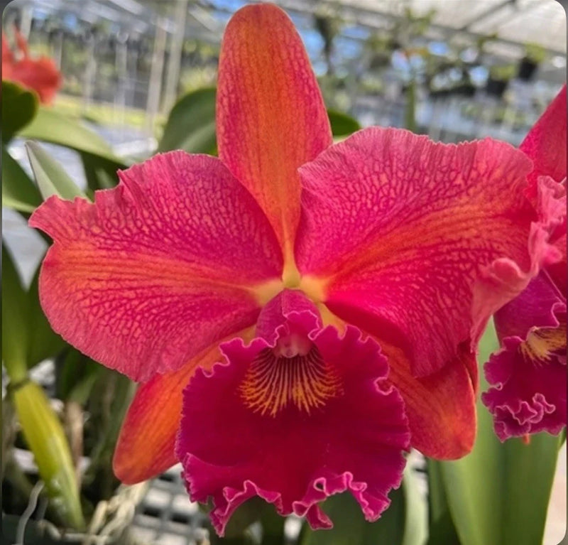 Red, magenta, and yellow orchid blossom with ruffled petals