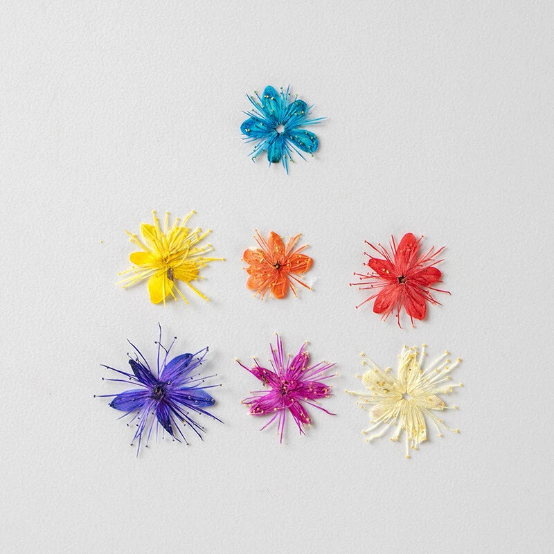 Set of 12 pressed dried flower heads in blue, yellow, orange, red, purple, pink, and white.