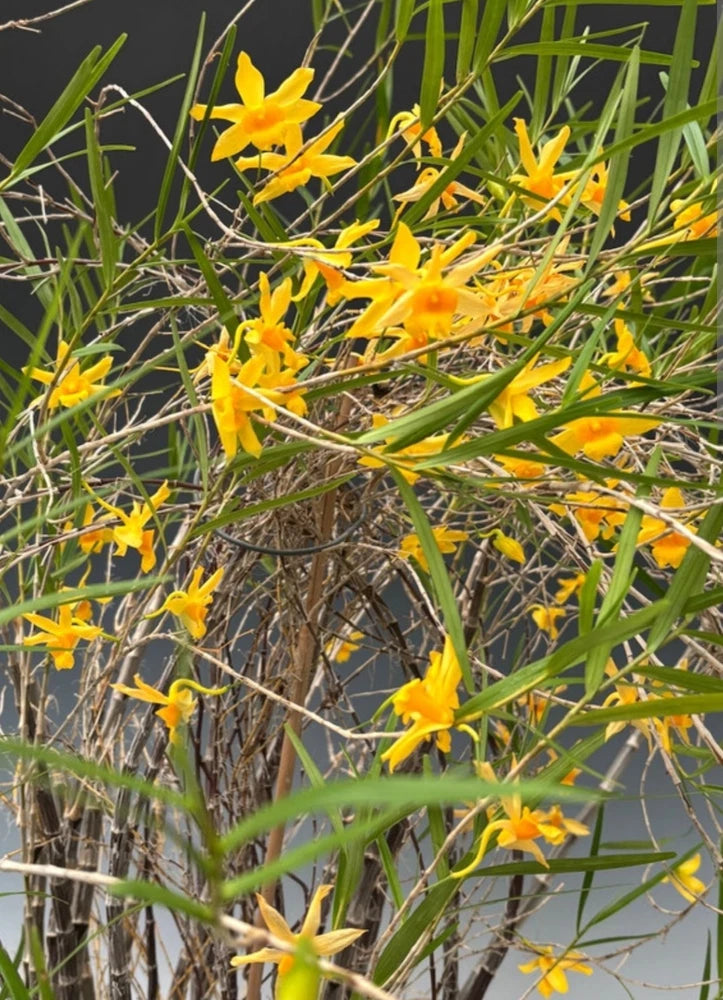 Live yellow Dendrobium orchid plant with clusters of honey-scented blooms