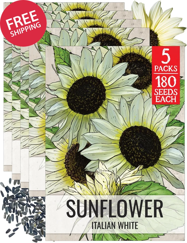 Italian White Sunflower Seeds Heirloom Open Pollinated Non-GMO Annual Garden Garden Plants