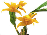 Maxcastuloa Ecuagenera Yellow Orange Orchid Hybrid Tall Flowers 5.5Ó Pot Orchids