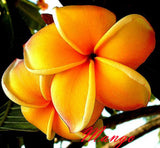 Plumeria rubra Frangipani Flowers  "Mango" fresh 100 Seeds Rare!! Flowering Plants