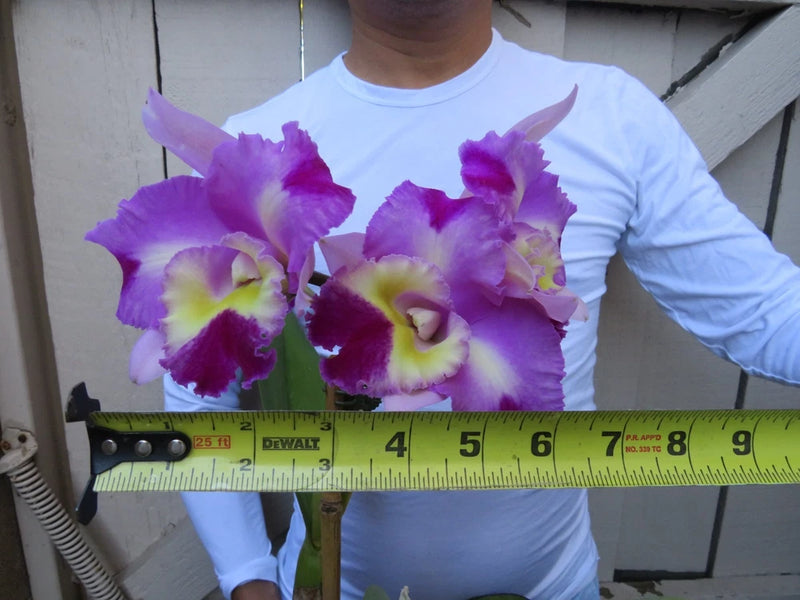 Purple Cattleya orchid with yellow centers, held beside a measuring tape