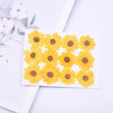 12PCS Real Pressed Dry flower, yellow daisy flower for art, craft FCD29 Dried Flower