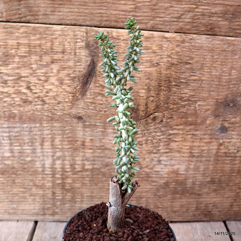 D7361 CERARIA NAMAQUENSIS GRAFT. pot10-H20-W5 cm MaMa Cactus Green Plant